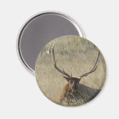 E25 Bullklee im Gras Magnet (Vorderseite/Rückseite)