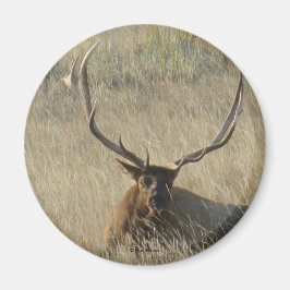 E25 Bullklee im Gras Magnet