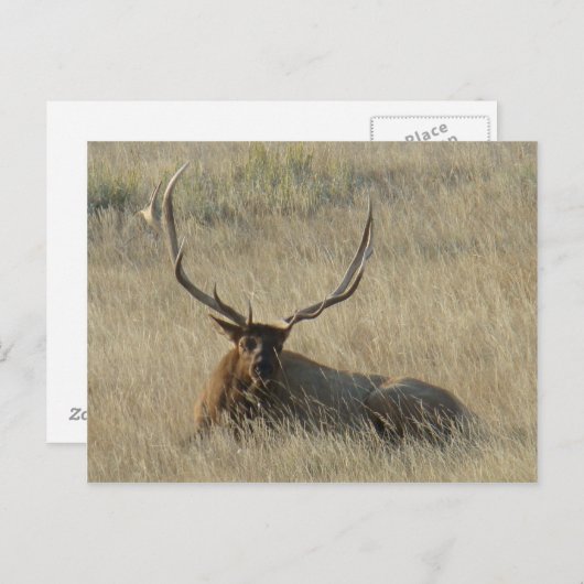 E25 Bullklee im Gras Postkarte (Vorne/Hinten)