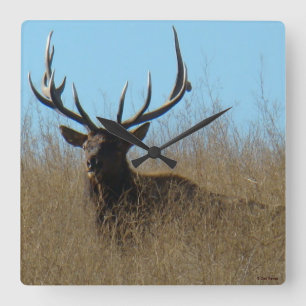 E26 Bull Elk Laying in the Weeds Quadratische Wanduhr