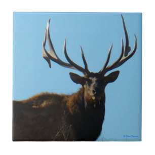 E27 Bull-Elch vor Himmel Fliese
