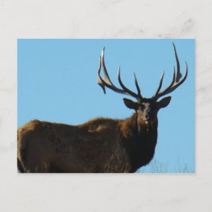 E27 Bull Elk am Himmel Postkarte
