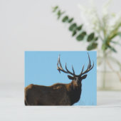 E27 Bull Elk Sky Lined Postkarte (Stehend Vorderseite)