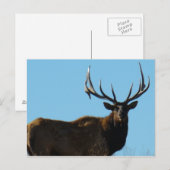 E27 Bull Elk Sky Lined Postkarte (Vorne/Hinten)