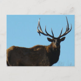 E27 Bull Elk Sky Lined Postkarte