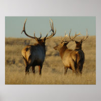 E28 Bull Elk