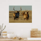 E28 Bull Elk Poster (Küche)