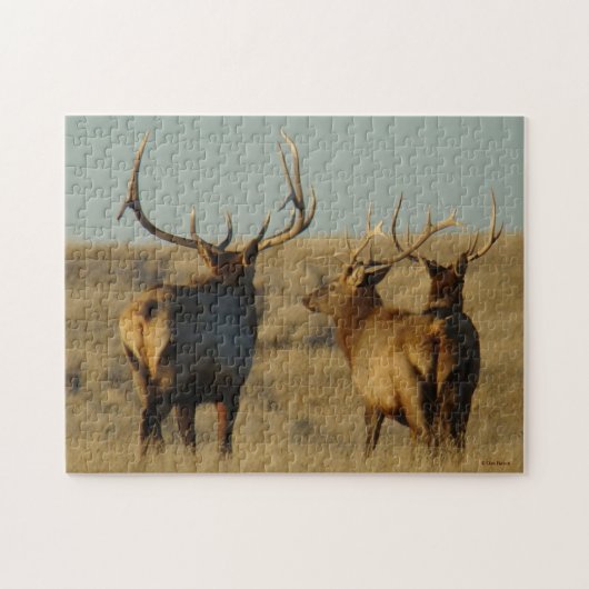 E28 Bull Elk Walking Away Puzzle (Horizontal)