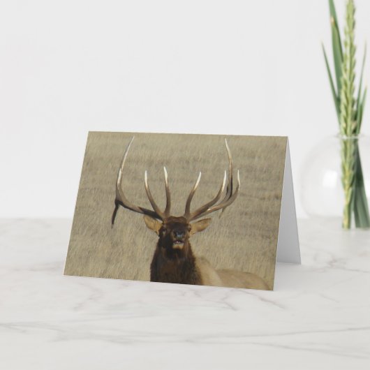 E29 Bull Elk Head Karte (Vorderseite)