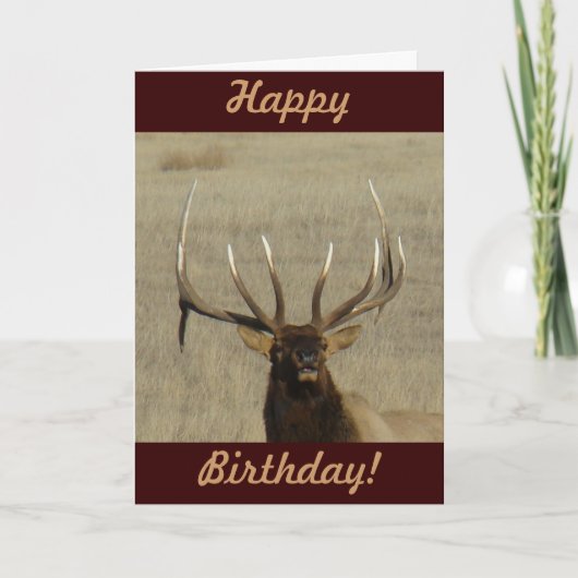 E29 Bull Elk Head Karte (Vorderseite)