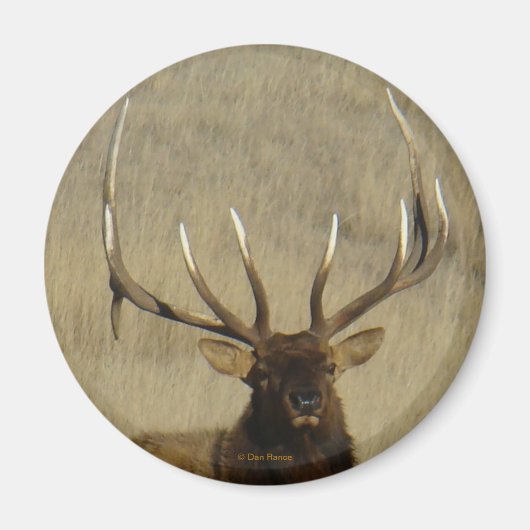 E30 Bull Elk Big Bull Magnet (Vorne)