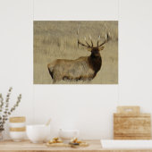 E30 Bull Elk Big Bull Poster (Küche)