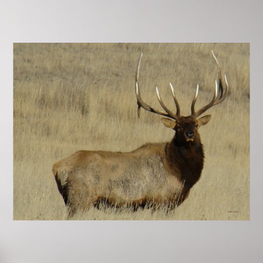 E30 Bull Elk Big Bull Poster (Vorne)