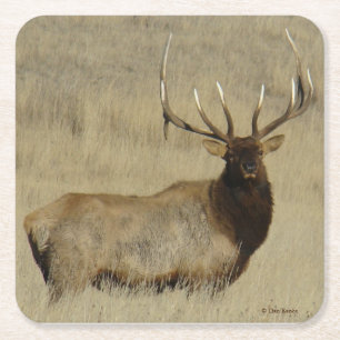 E30 Bull Elk Rechteckiger Pappuntersetzer