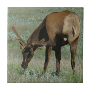 E32 Bull-Elch kratzt Fliese