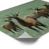 E33 BullElch in Velvet Spring Bulls Poster (Ecke)