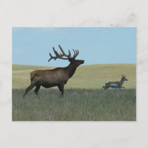 E34 Bull-Elch und Gabelbock Postkarte