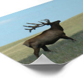 E34 Bull Elk and Antelope Poster (Ecke)