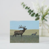 E34 Bull Elk und Pronghorn Antelope Postkarte (Stehend Vorderseite)
