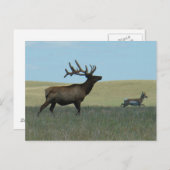 E34 Bull Elk und Pronghorn Antelope Postkarte (Vorne/Hinten)