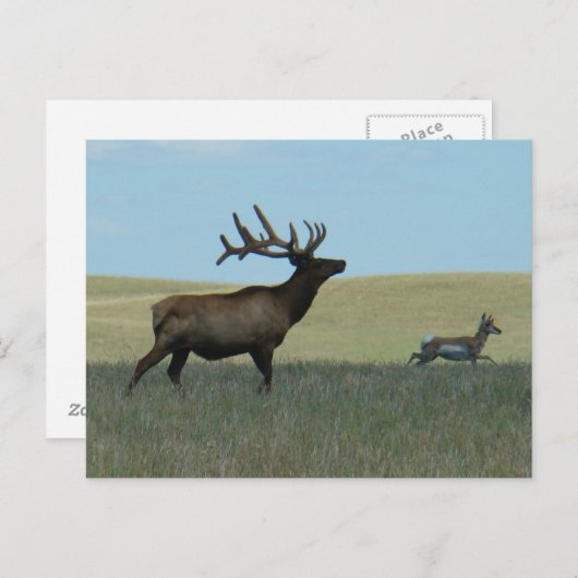 E34 Bull Elk und Pronghorn Antelope Postkarte (Vorne/Hinten)