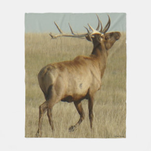 E35 Bull-Elch Gras in Geweihen Fleecedecke