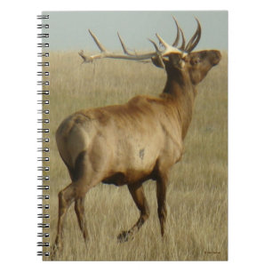 E35 Bull Elk Gras in Geweihen Notizblock