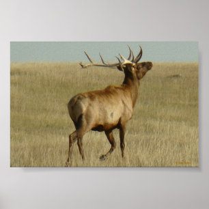 E35 Bull Elk Gras in Geweihen Poster
