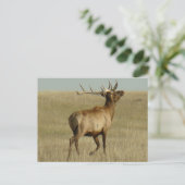 E35 Bull Elk Grass in Hörnern Postkarte (Stehend Vorderseite)