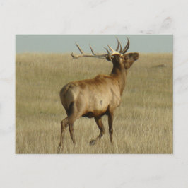 E35 Bull Elk Grass in Hörnern Postkarte