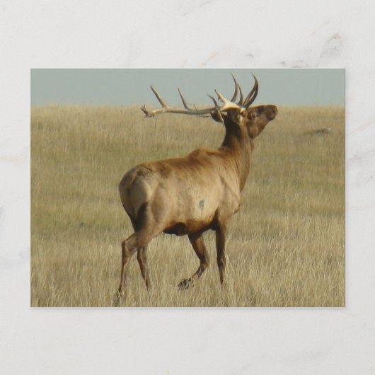 E35 Bull Elk Grass in Hörnern Postkarte (Vorderseite)