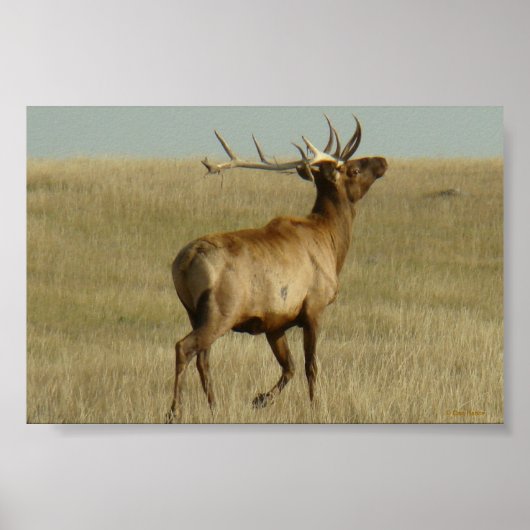 E35 Bullgras in Hörnern Poster (Vorne)