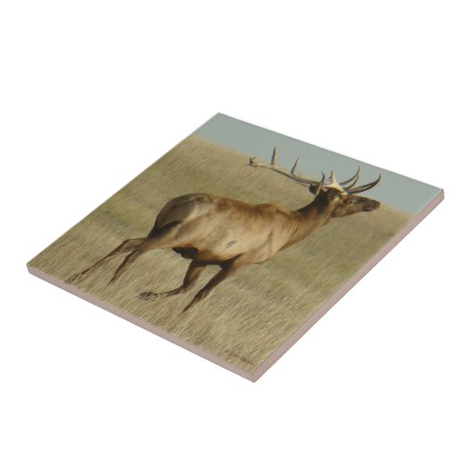 E35 Stier Elch-Gras in den Hörnern Fliese (Seite)