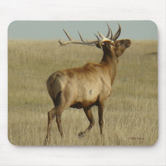 E35 Stier Elch-Gras in den Hörnern Mousepad (Vorne)