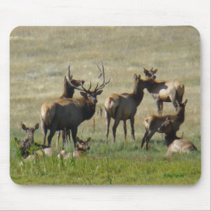 E36 Bull-Elch und Kühe Mousepad