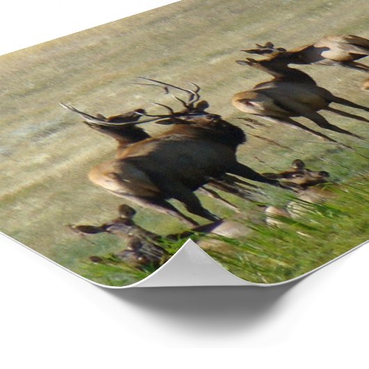 E36 Bull Elk and Cows Poster (Ecke)