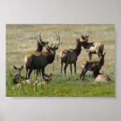 E36 Bull Elk and Cows Poster (Vorne)