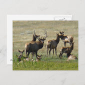E36 Bull Elk and Cows Postkarte (Vorne/Hinten)