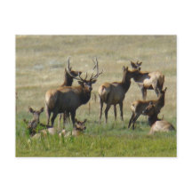E36 Bull Elk and Cows