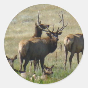 E36 Bull Elk and Cows Runder Aufkleber