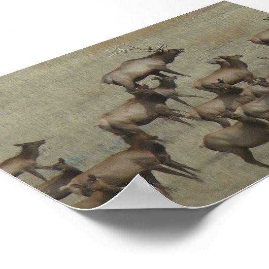 E37 Bull Elk mit Kühen Poster (Ecke)