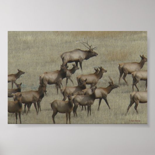 E37 Bull Elk mit Kühen Poster (Vorne)