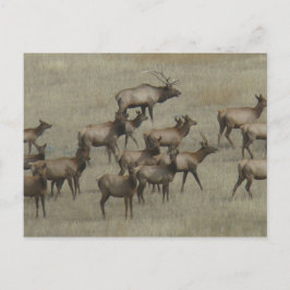 E37 Bull Elk mit Kühen Postkarte