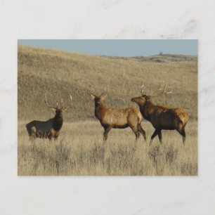 E38 Bull-Elch Jungbullen Postkarte