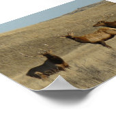 E38 Bull Elk young Bulls Poster (Ecke)