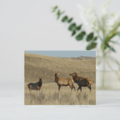 E38 Bull Elk Young Bulls Postkarte (Stehend Vorderseite)