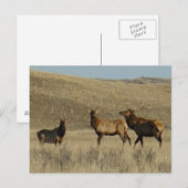 E38 Bull Elk Young Bulls Postkarte (Vorne/Hinten)