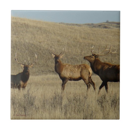 E38 Young Bull Elk Fliese (Vorderseite)