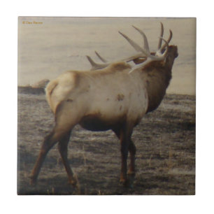 E39 Bull Elk Bugler Fliese