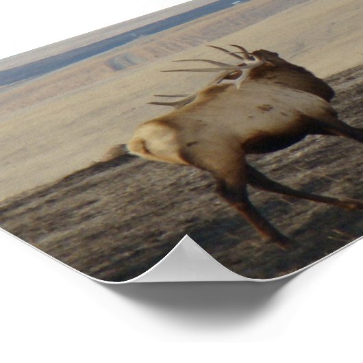E39 Bull Elk Bugling Poster (Ecke)